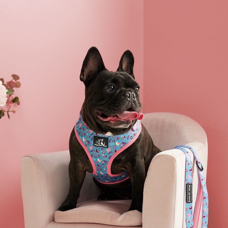 Adjustable Dog Harness ~ Sitting Pretty